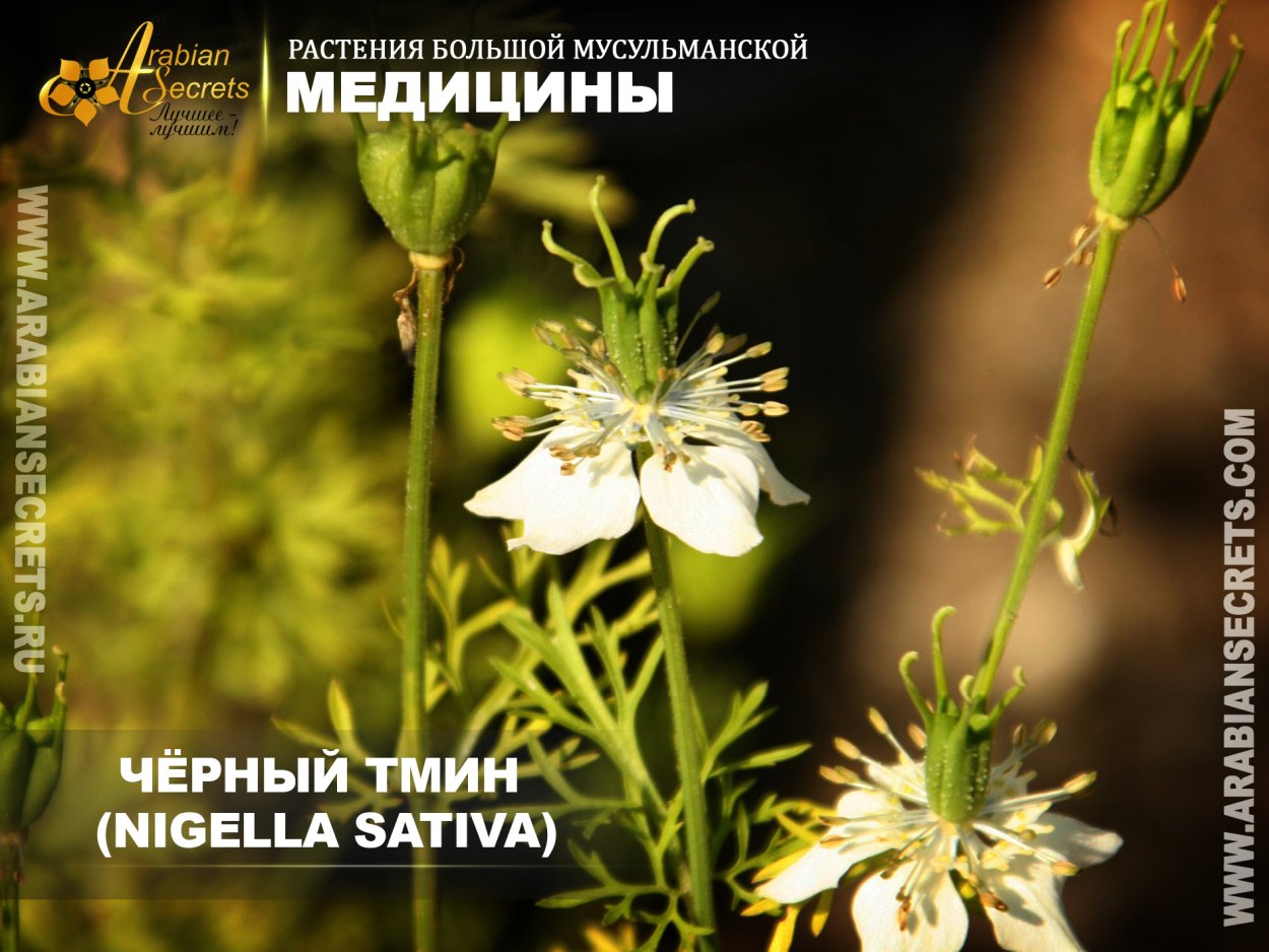 Чёрный тмин нигелла сатива