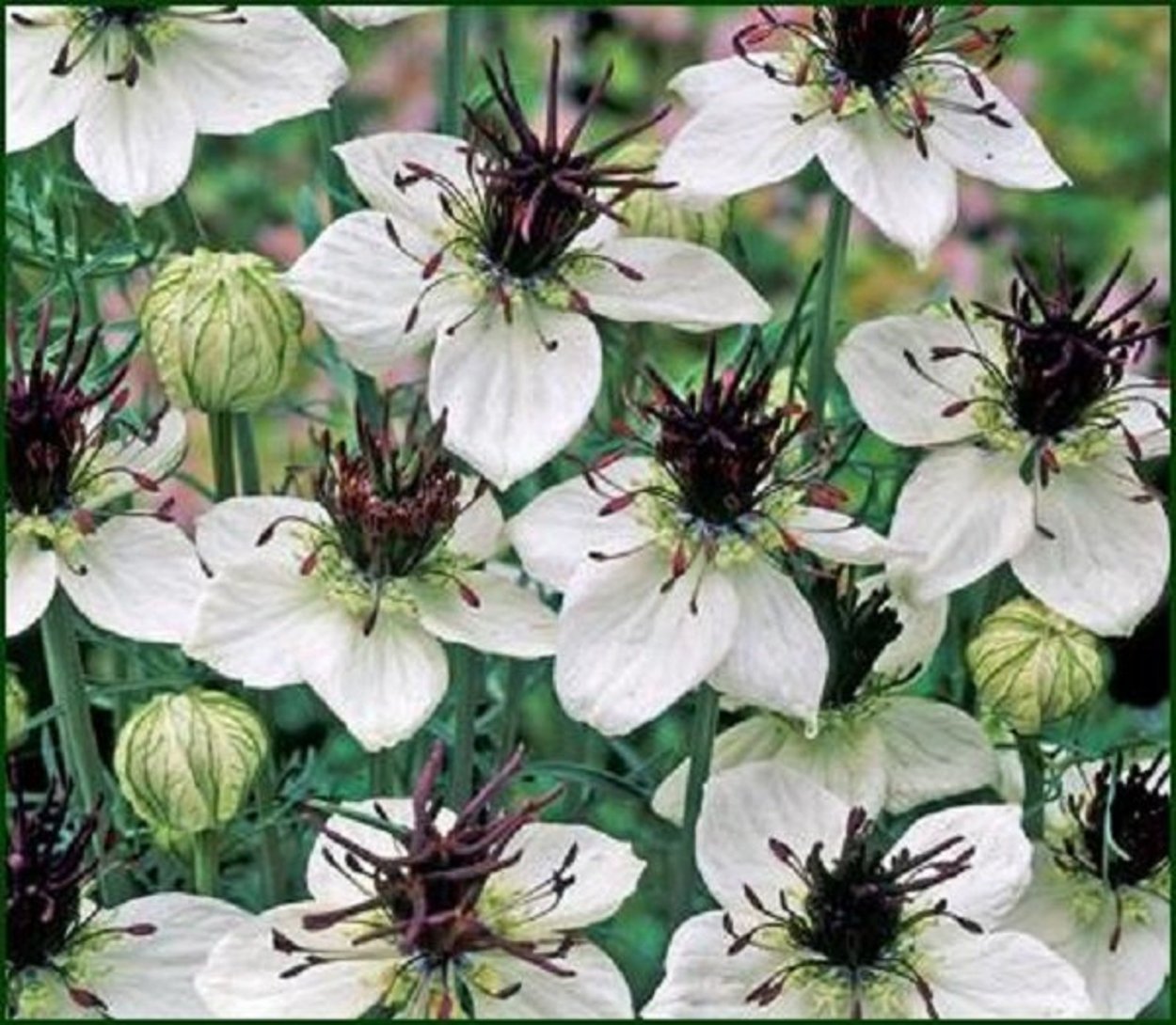 Чёрный тмин/калинджи (Nigella Sativa)
