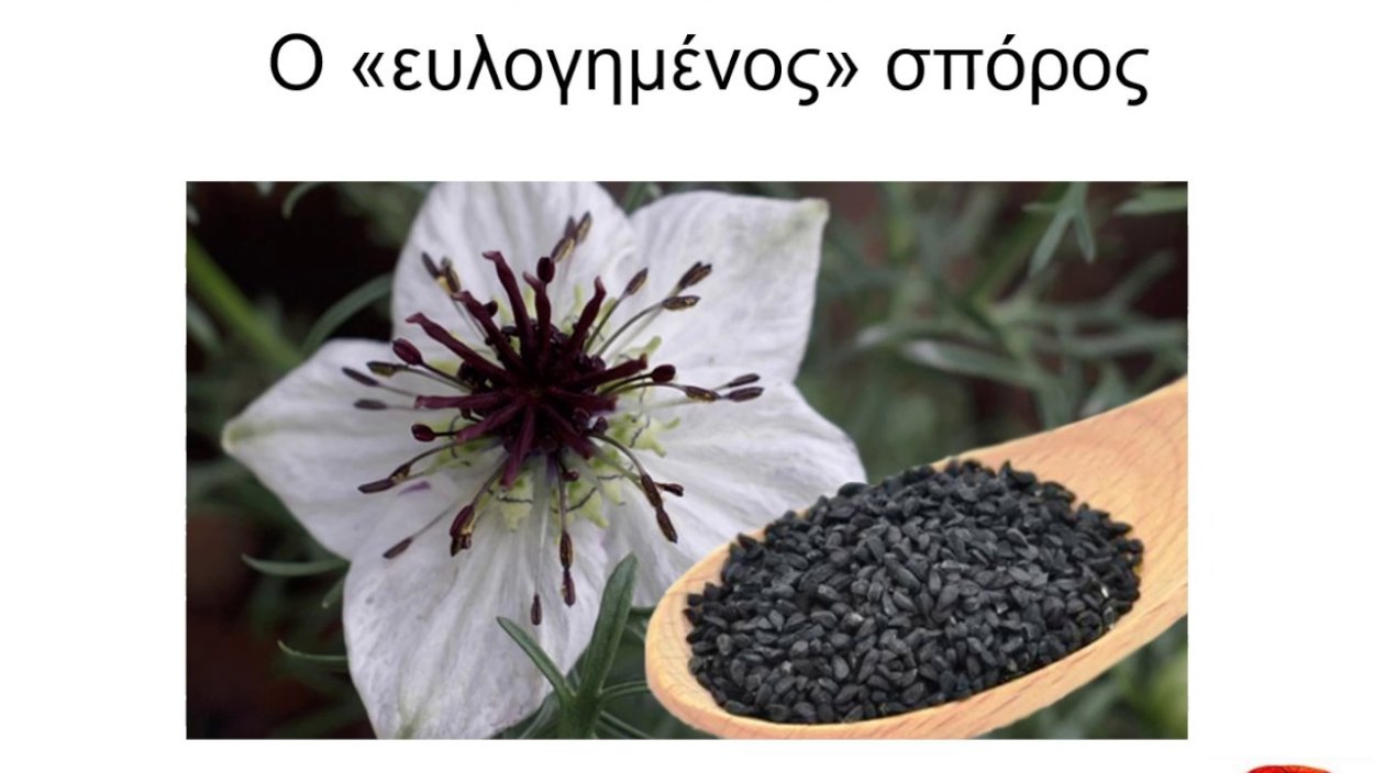 Черный тмин растение