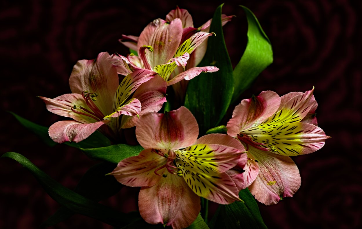 Alstroemeria/Alstroemeria Наполи