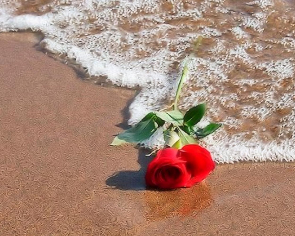 Розы на берегу моря
