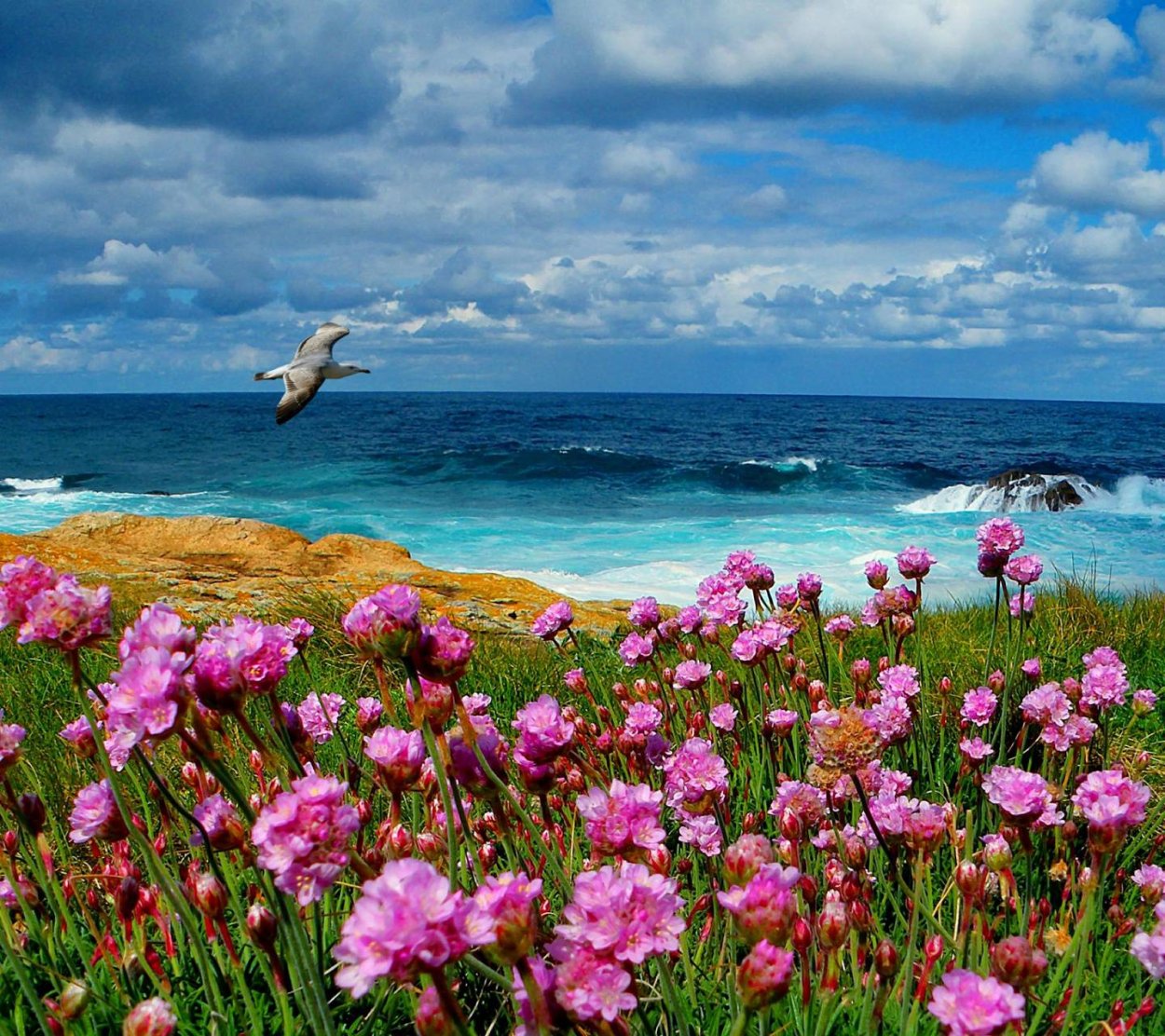 Море цветов картинки