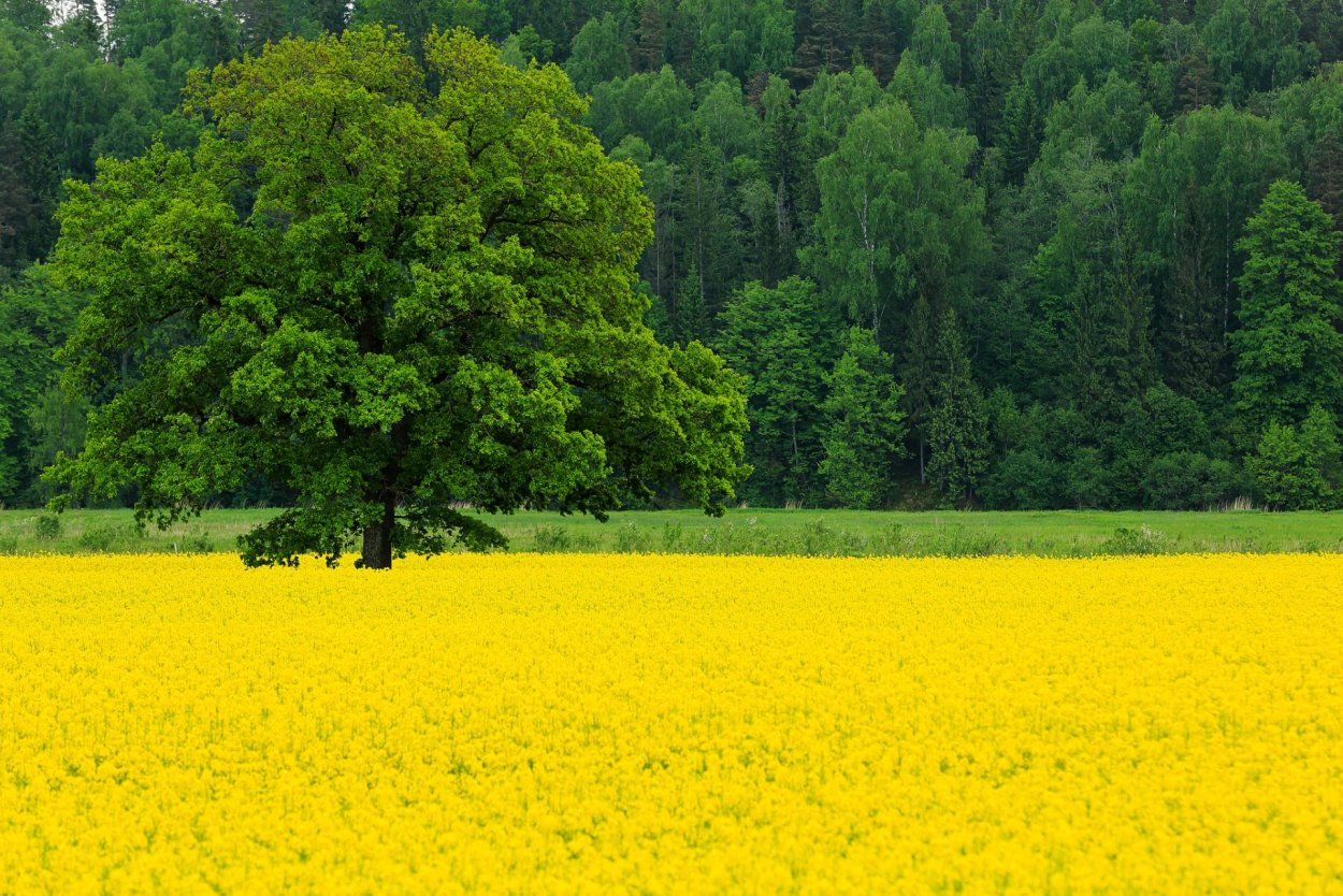 Весенние Лесные цветы