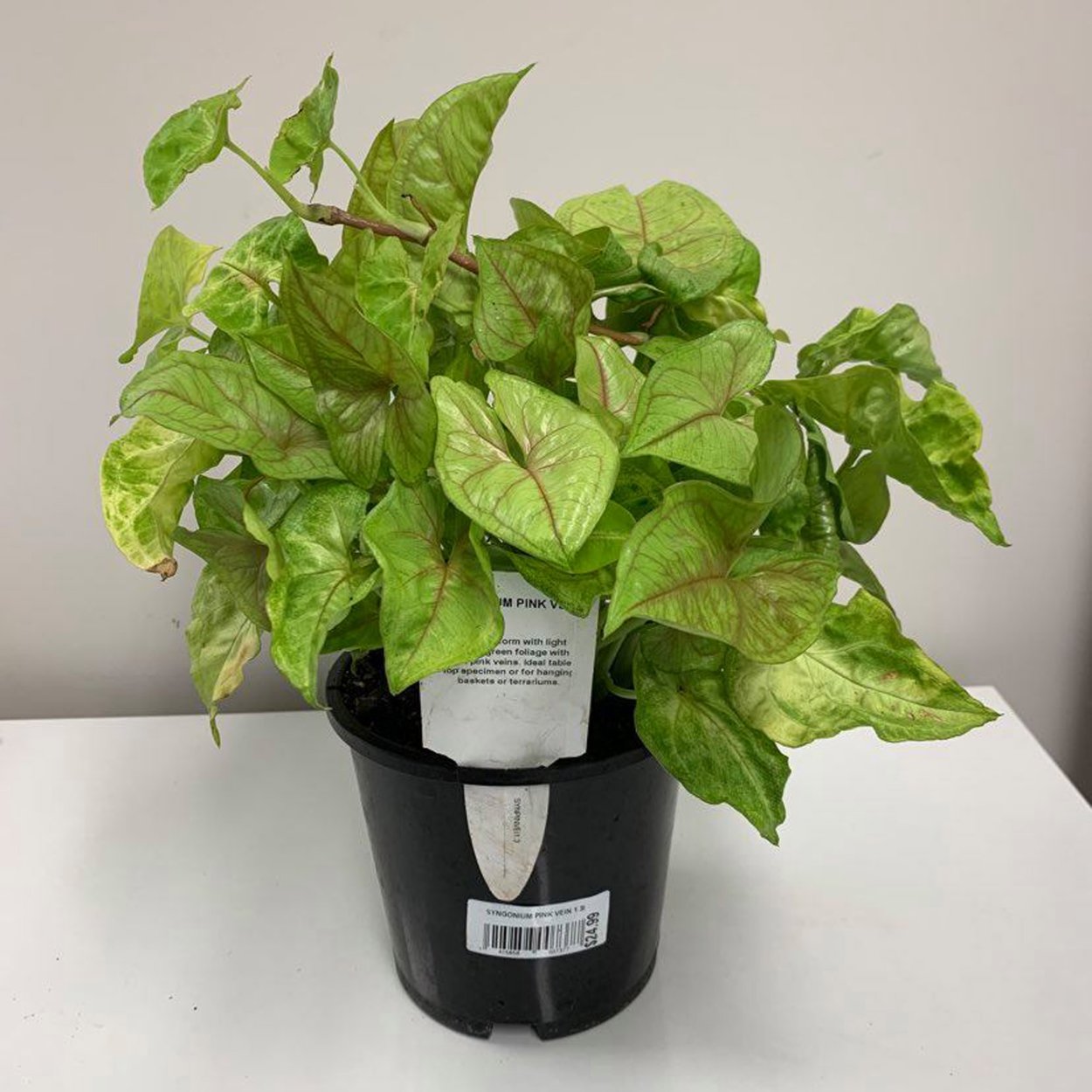 Сингониум Сальвадорский /Syngonium Salvadorense/