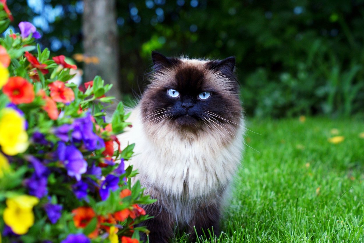 Гималайская кошка
