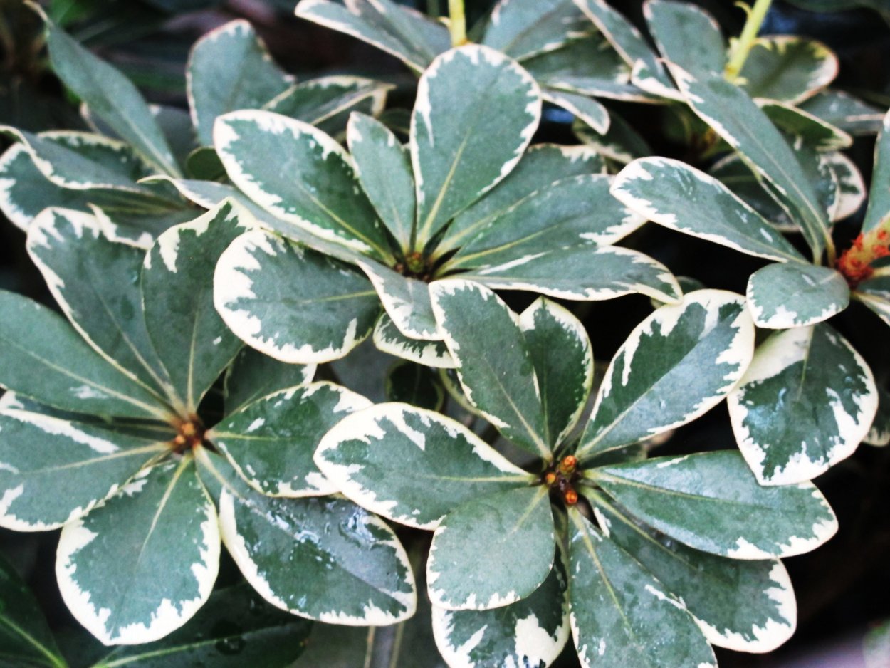 Колеус Solenostemon Jitters