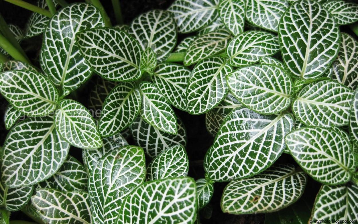 Maranta arundinacea variegata