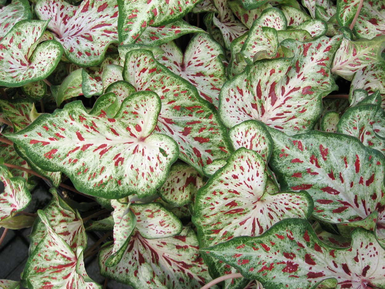 Хоста Патриот /Hosta Patriot