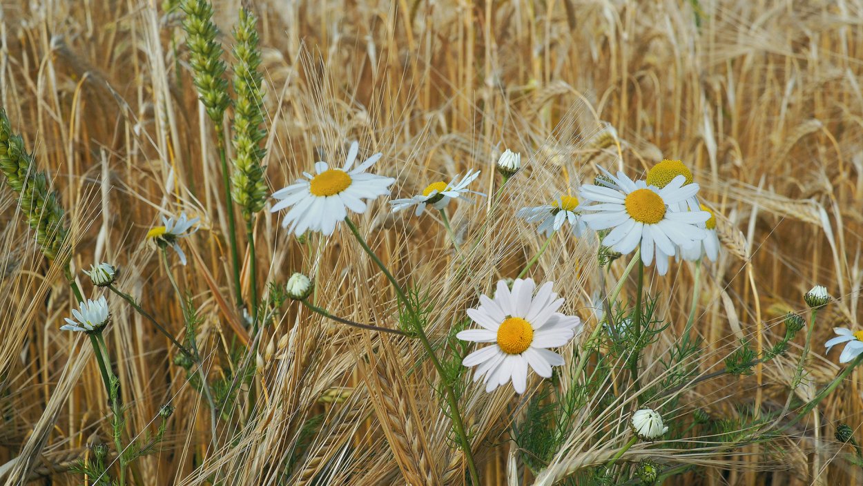 Цветы пшеницы