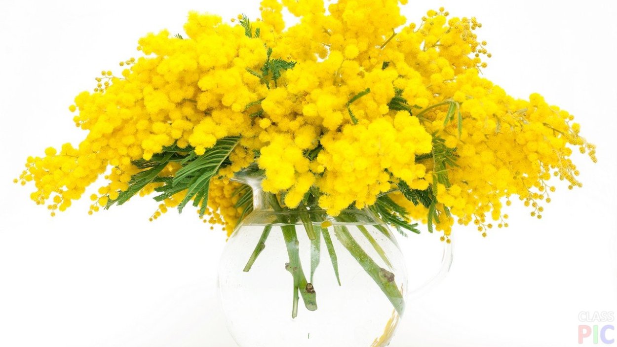 Perris Monte Carlo Mimosa Tanneron 50 мл.