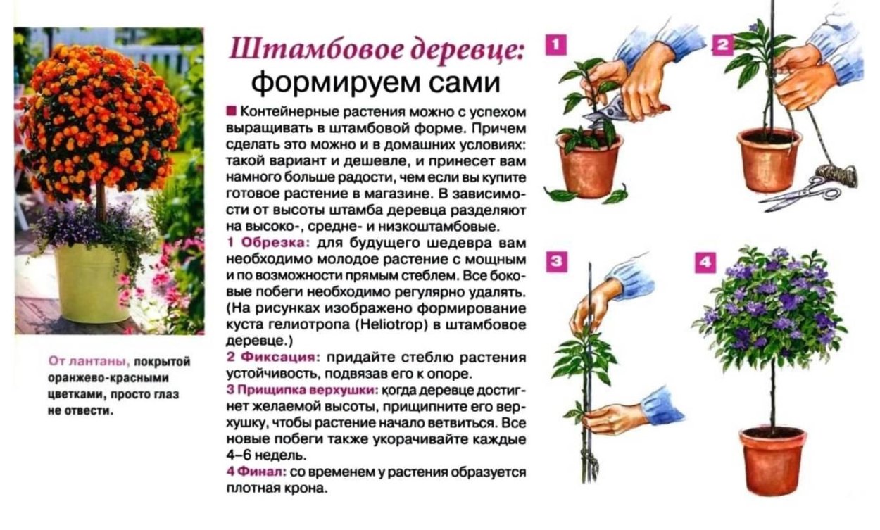 Формирование штамбовых деревьев
