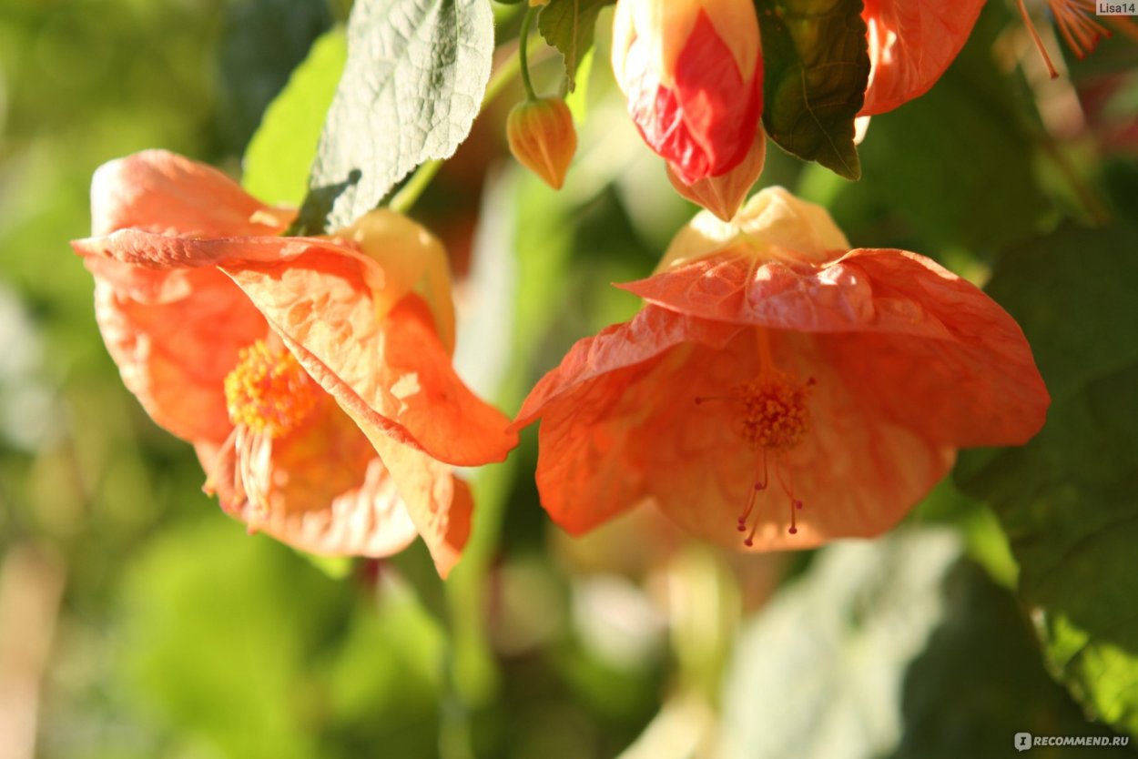 Абутилон виноградолистный Abutilon vitifolium