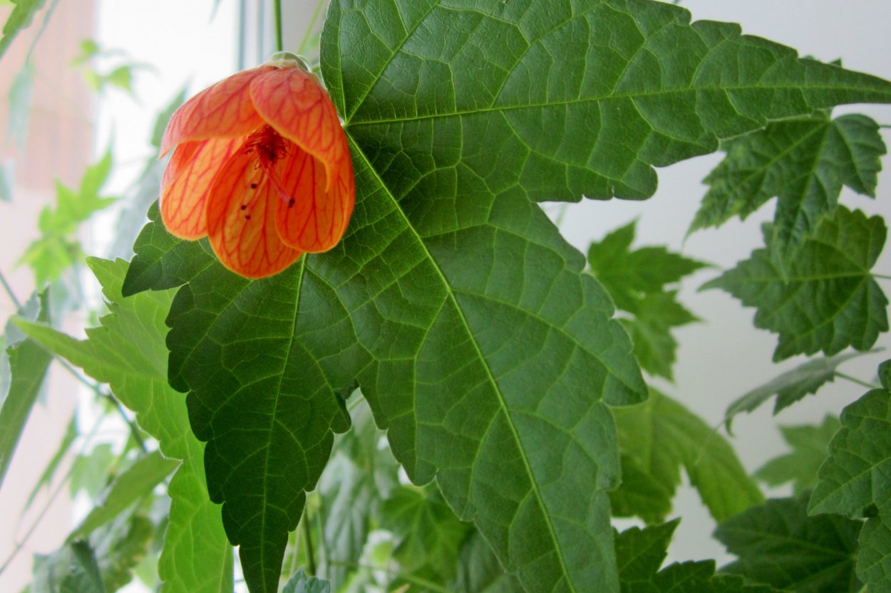 Абутилон marmoratum