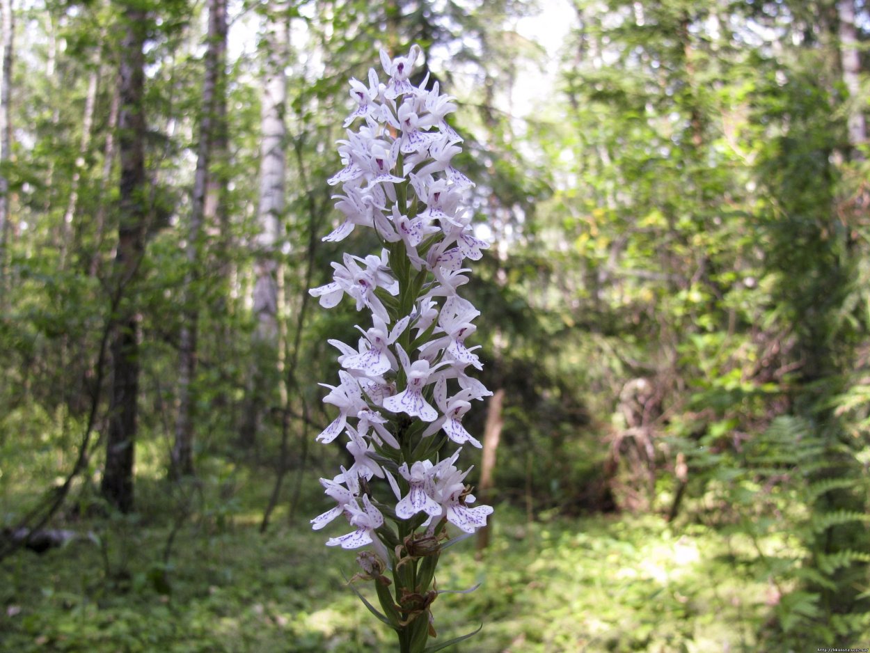 Ятрышник Кукушкины слезки