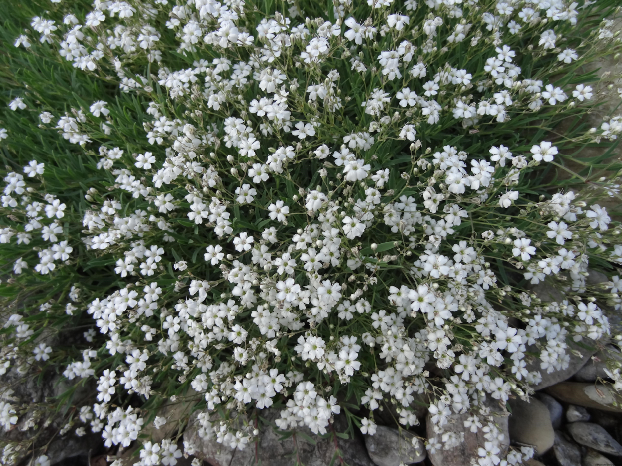 Гипсофила Gypsophila repens. Гипсофила ползучая/ Gypsophila repens White. Гипсофила ползучая Альба (Gypsophila repens Alba). Гипсофила метельчатая Alba.