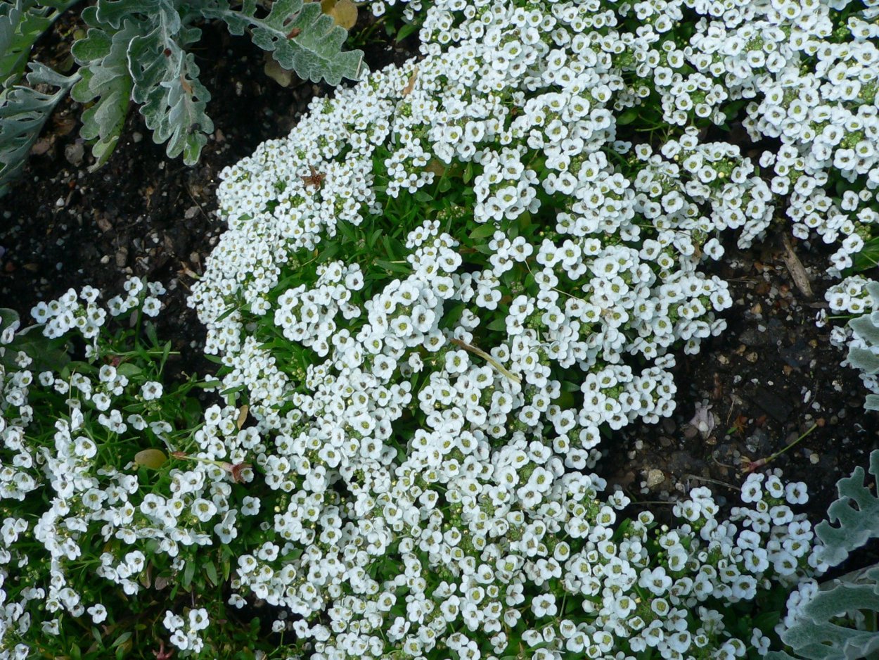 Алиссум Lobularia maritima