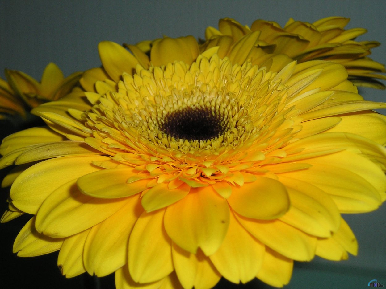 Цветы с серединкой желтой