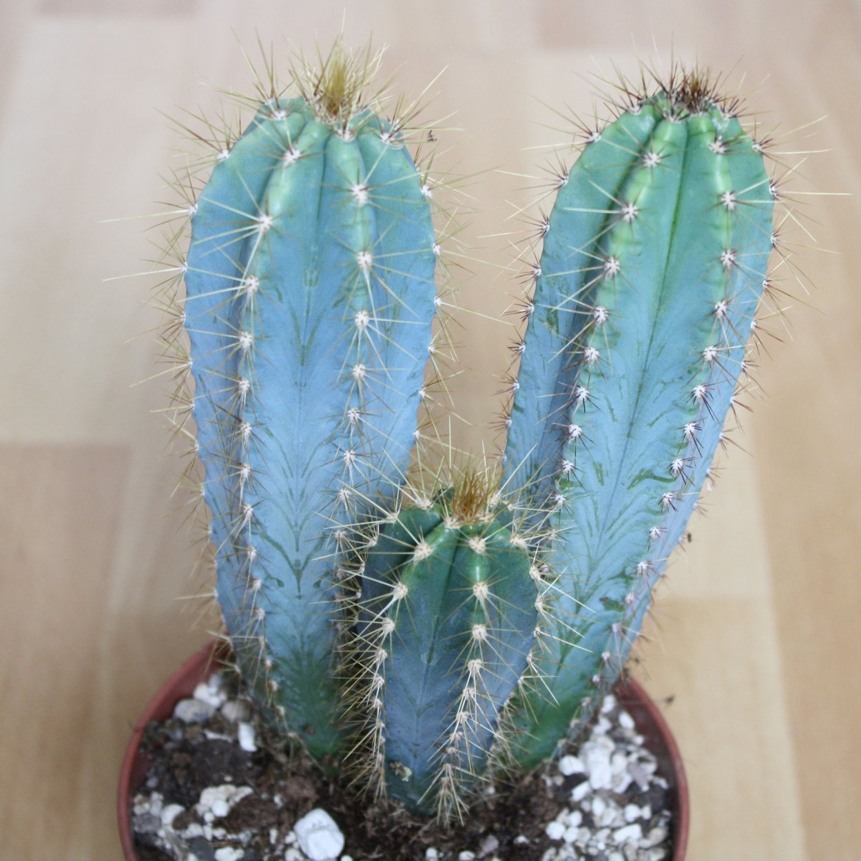Pilosocereus pachycladus