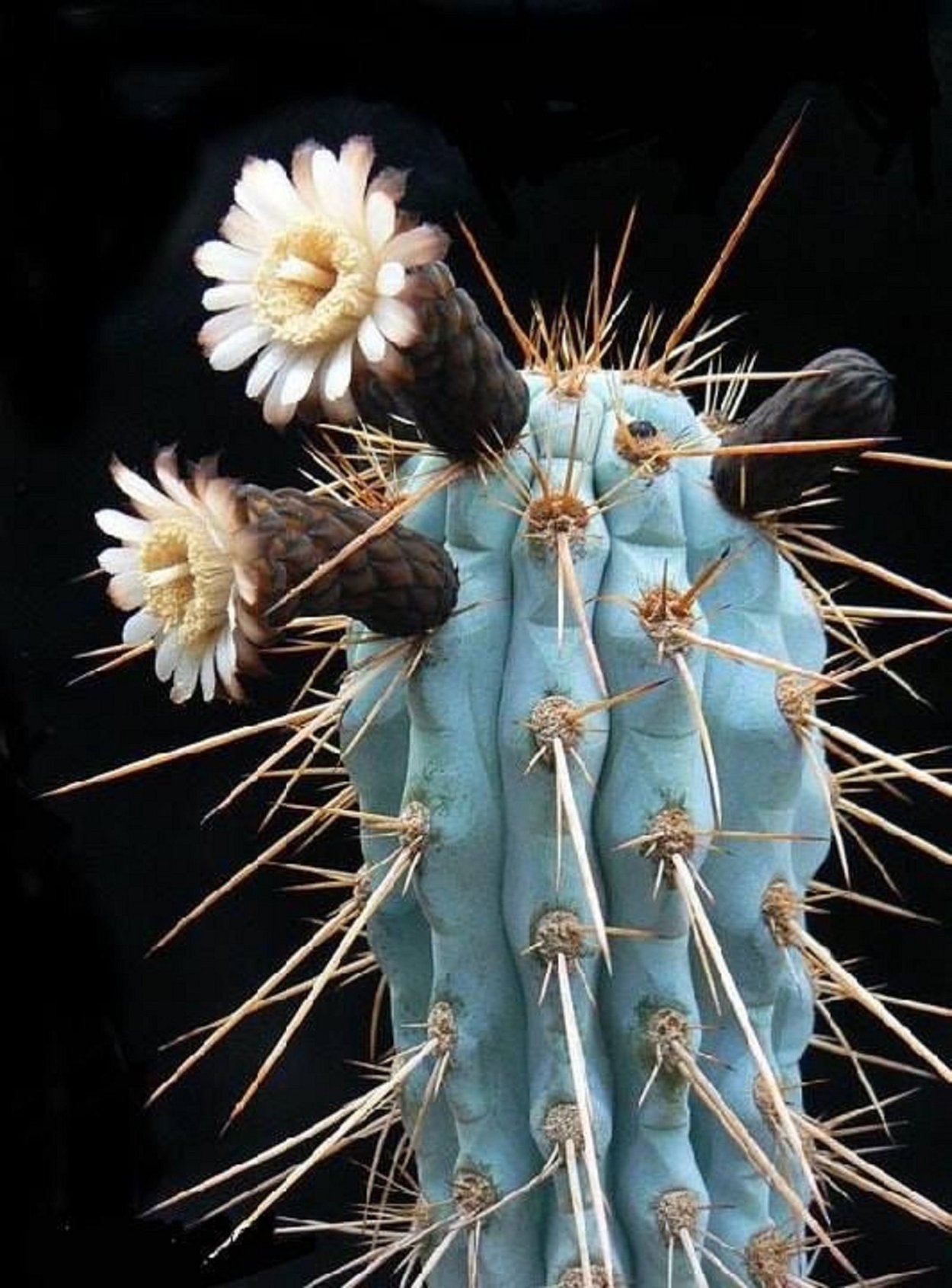 Browningia hertlingiana