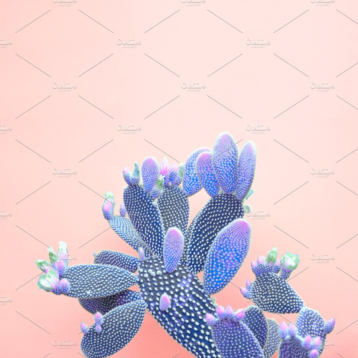 Resort Cactus mood