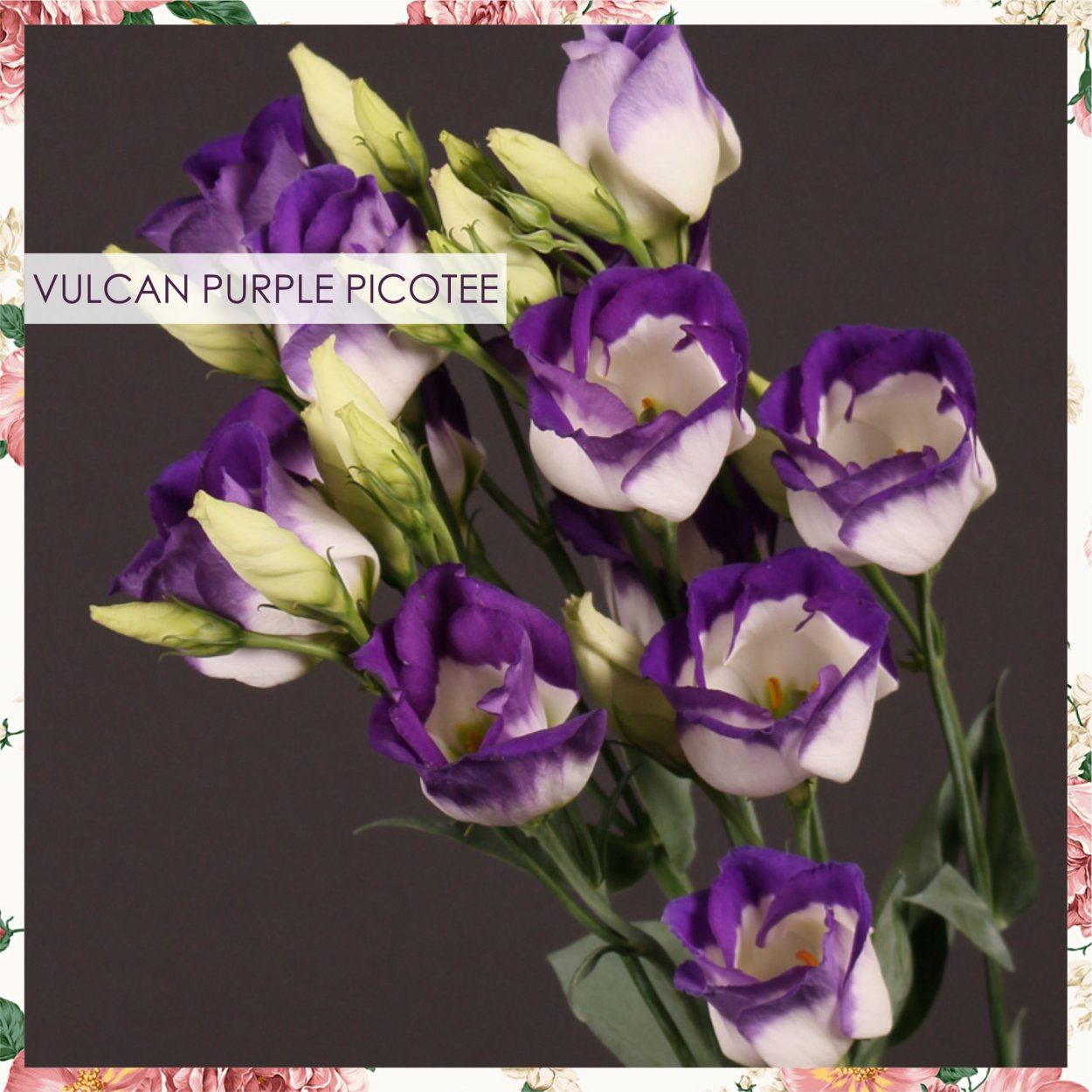 Эустома Vulcan Purple Picotee
