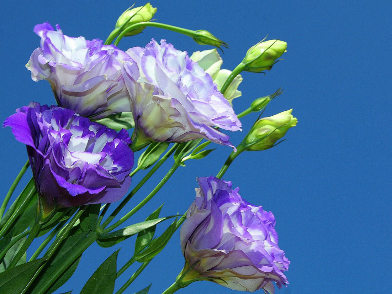 Эустома (Lisianthus)