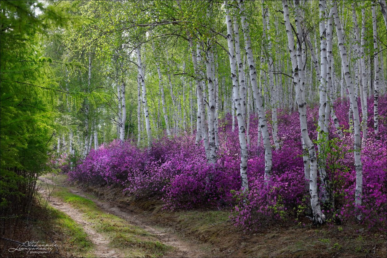 Природа Забайкалья Багул