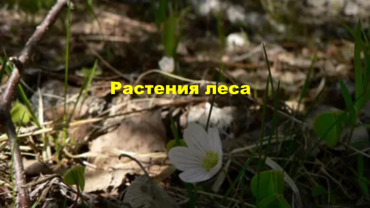 Бледный цветок в лесу