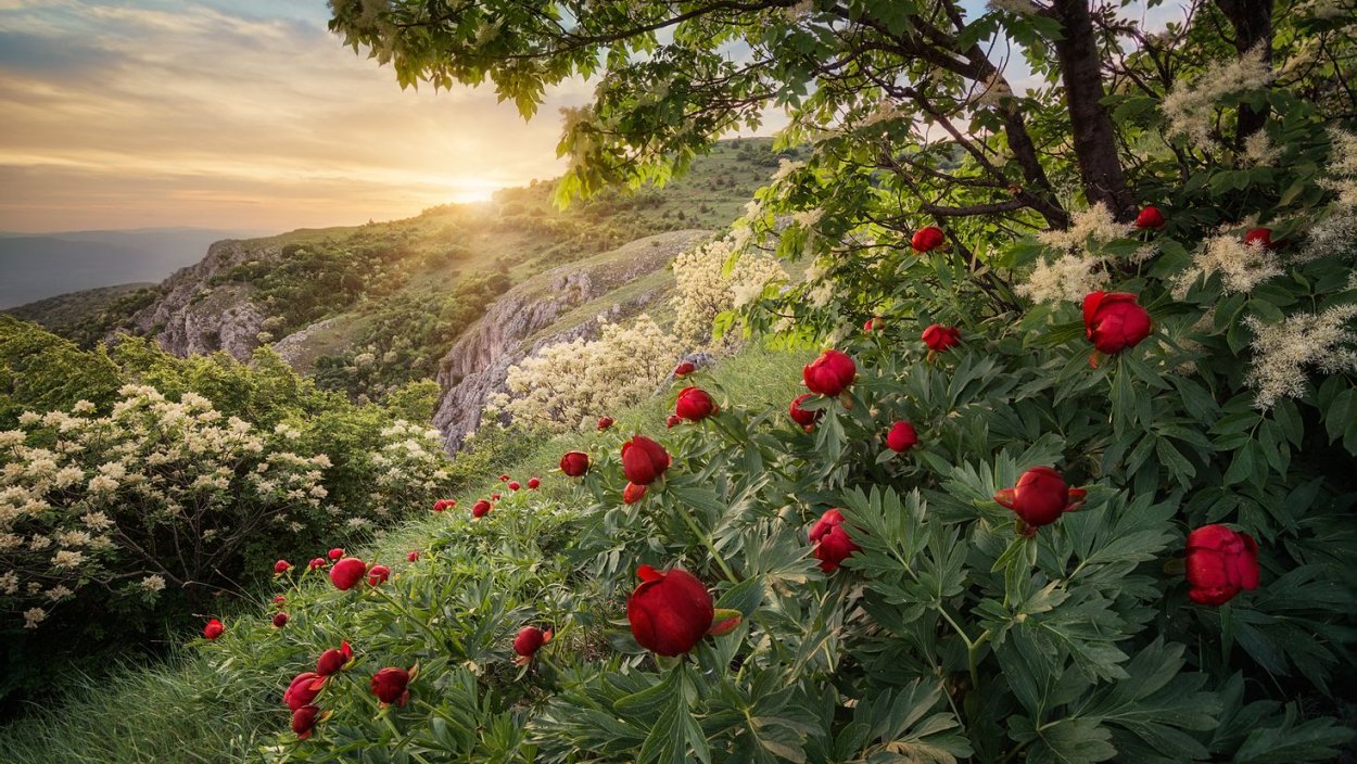 Дикие цветы горы в Крыму