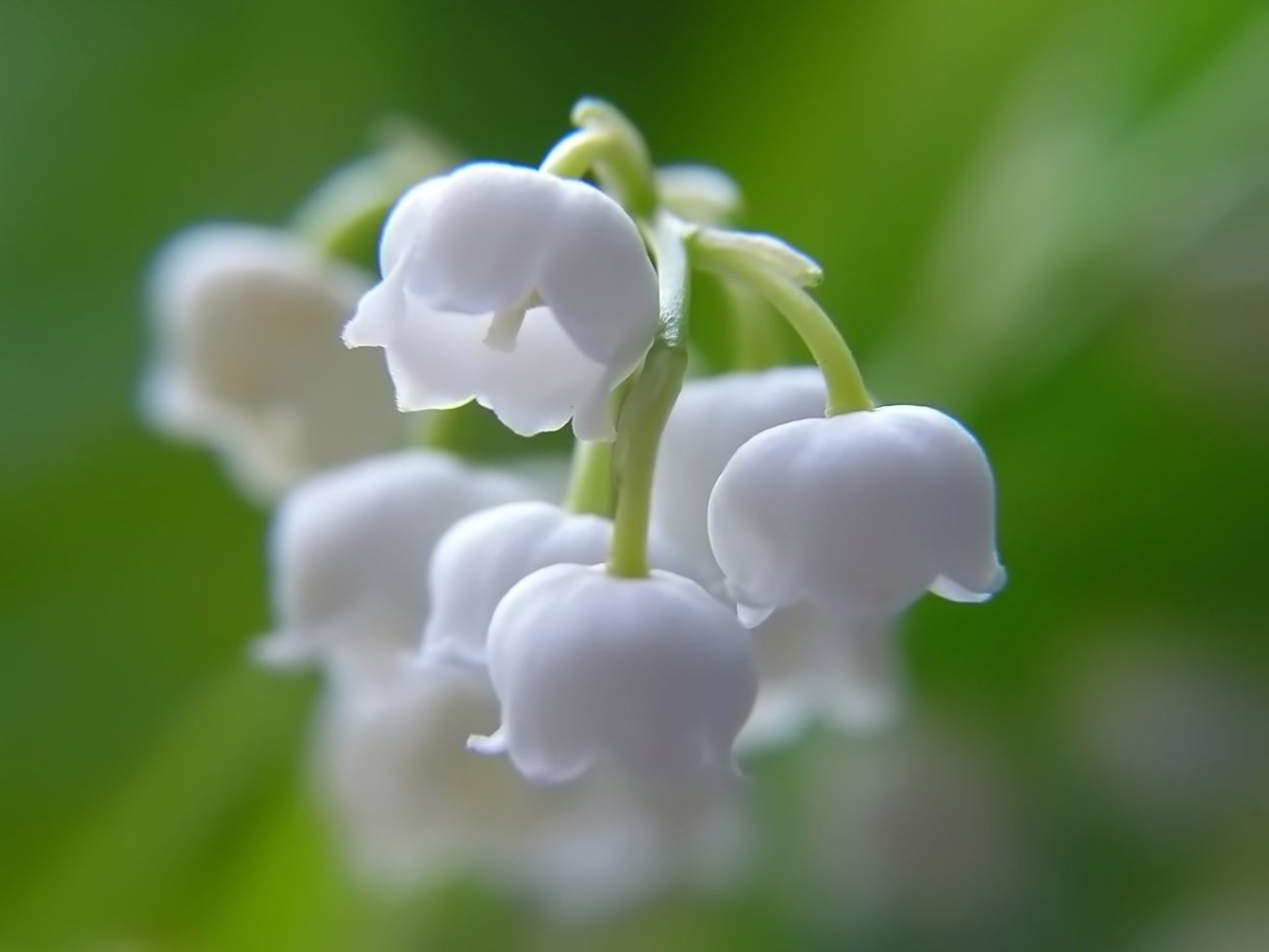 Ядовитые белые цветы