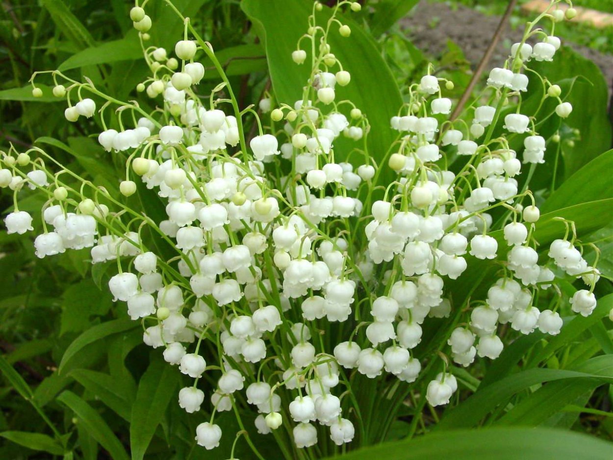 Природа цветы