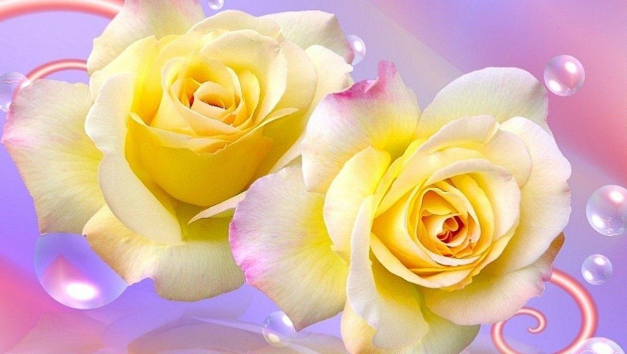 Роза желто розовая