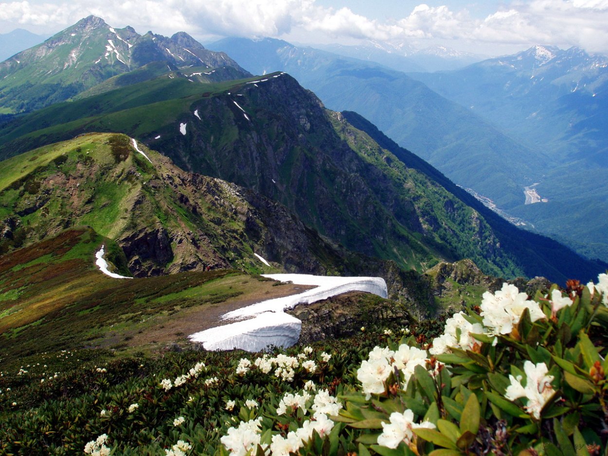 Красная Поляна Сочи горы рододендрон
