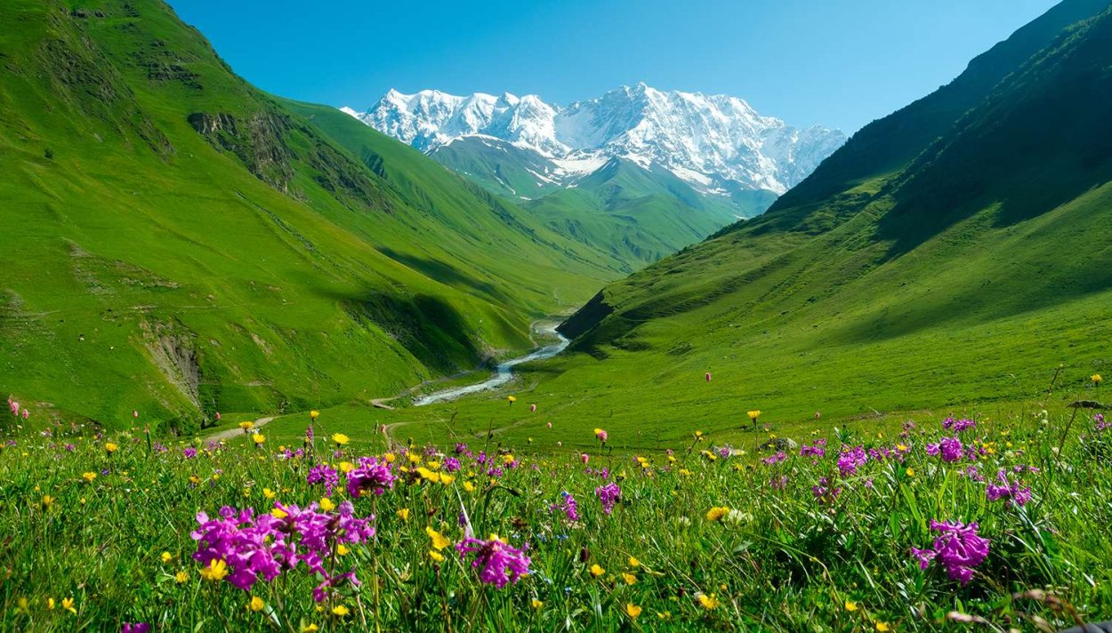 Цветы в горах Грузии