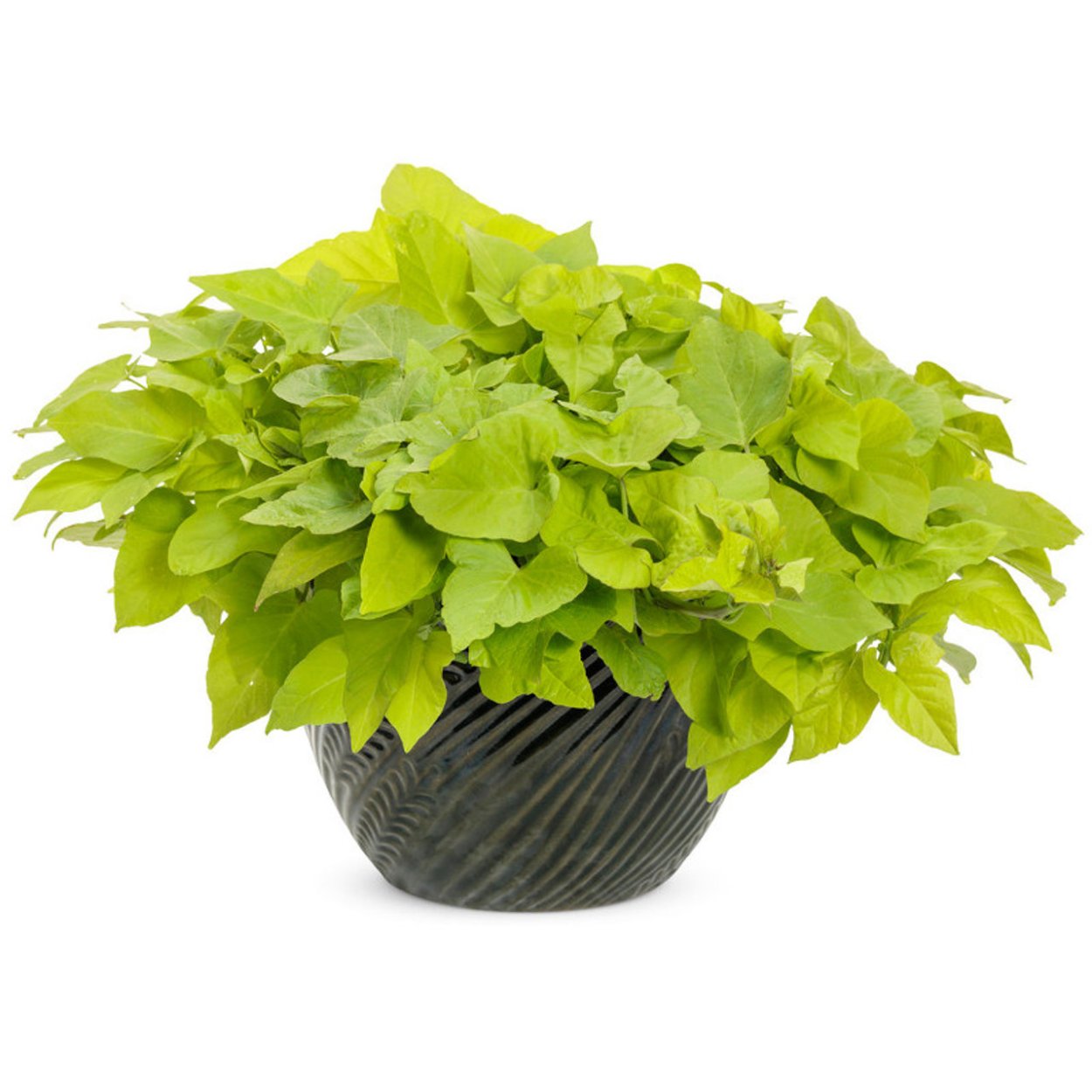 Ипомея FLORAMIA Black