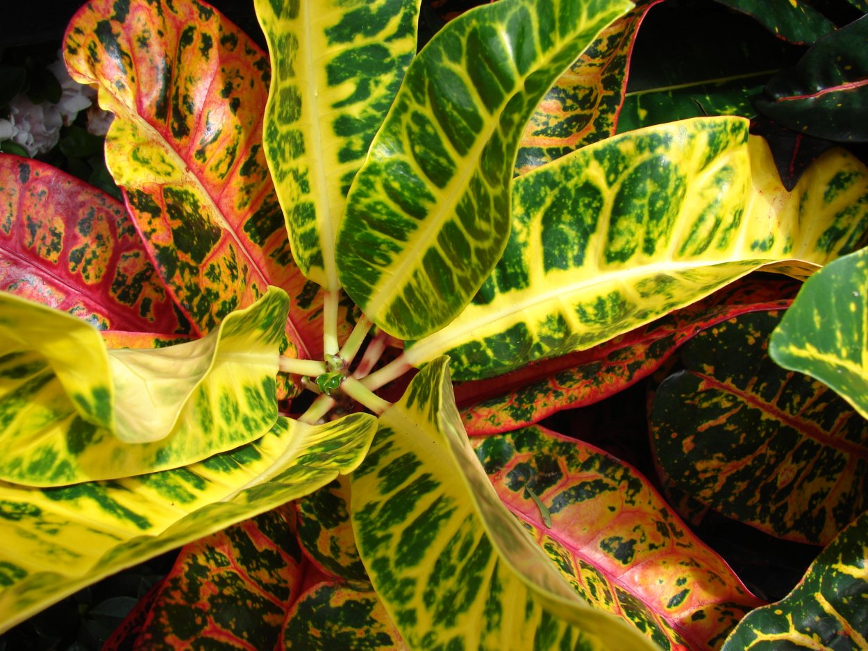 Codiaeum Boosarin