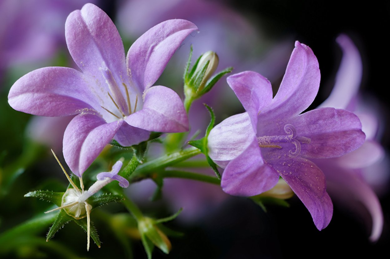 Колокольчик Кампанула Lilac