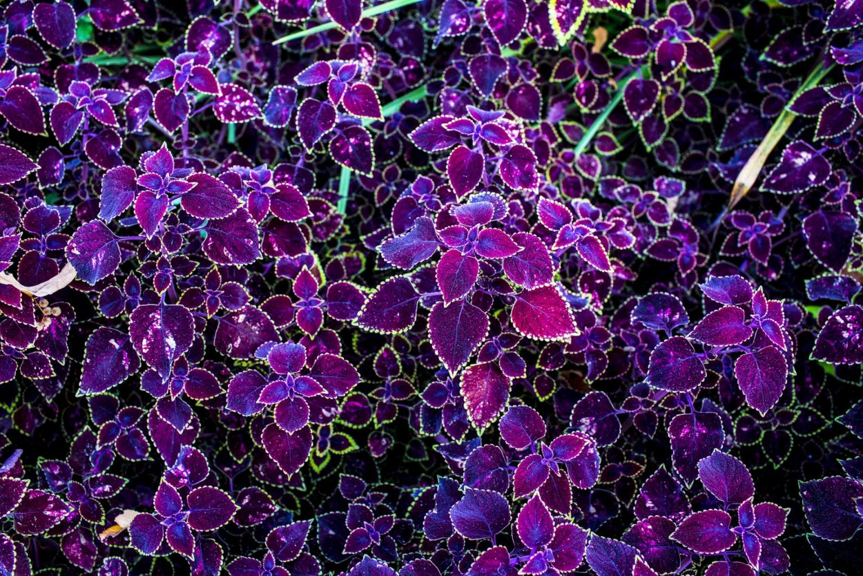 Колеус Пумила Coleus pumila