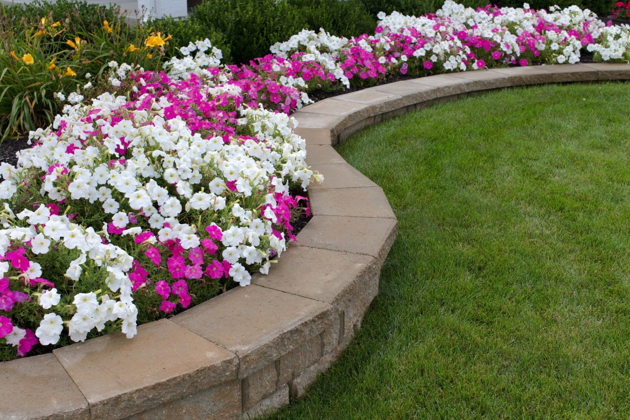 Цинерария Приморская cineraria maritima