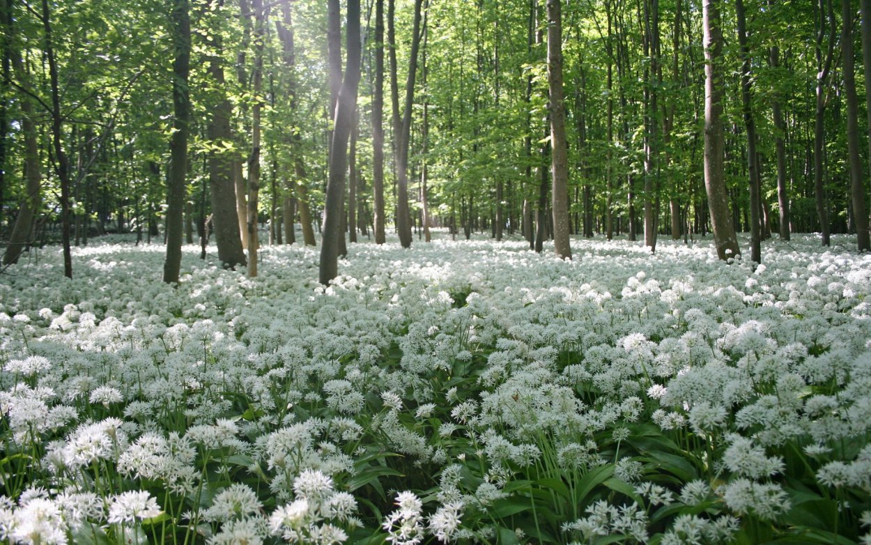 Весенний лес