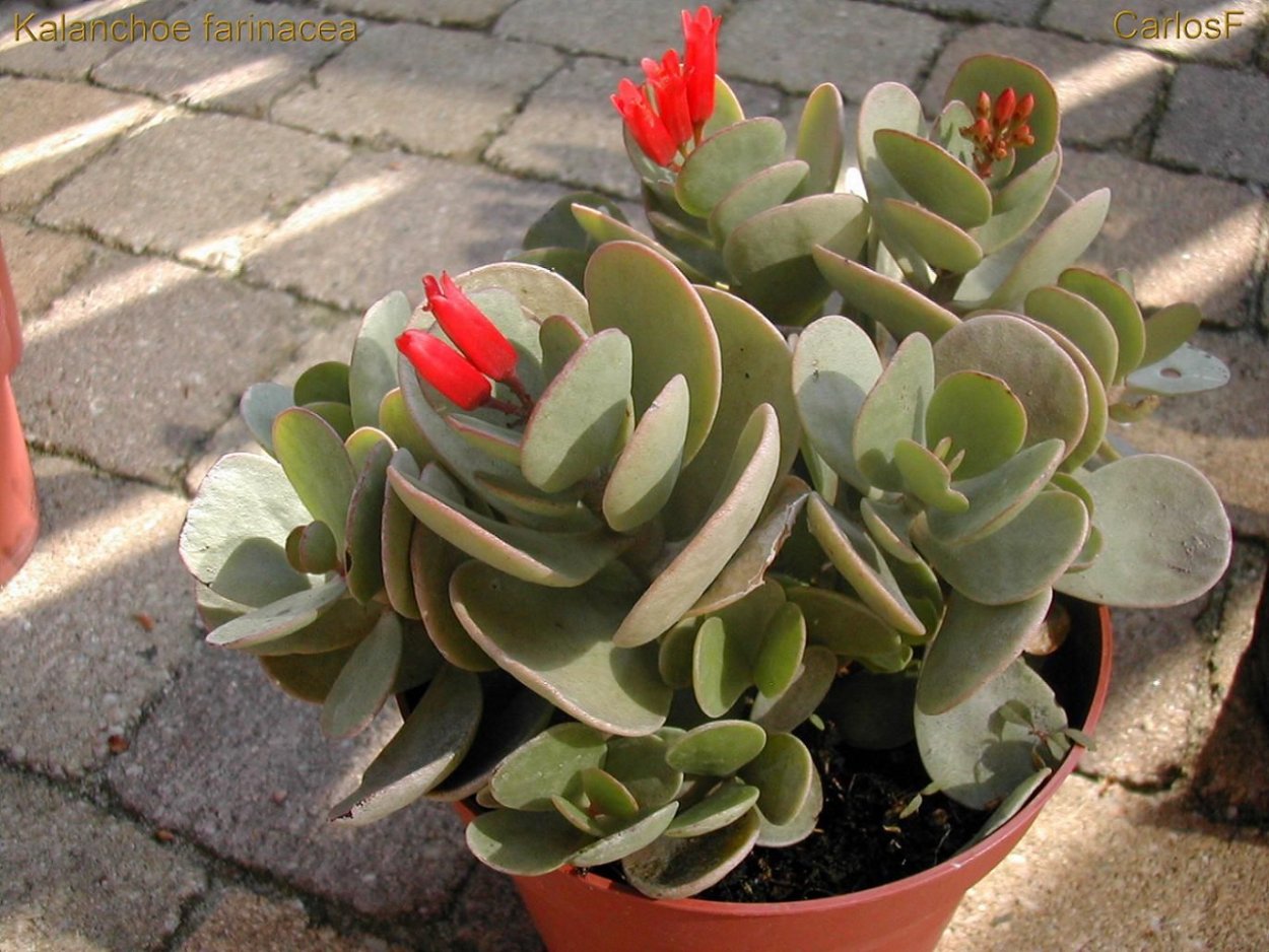 Kalanchoe pinnata цветы