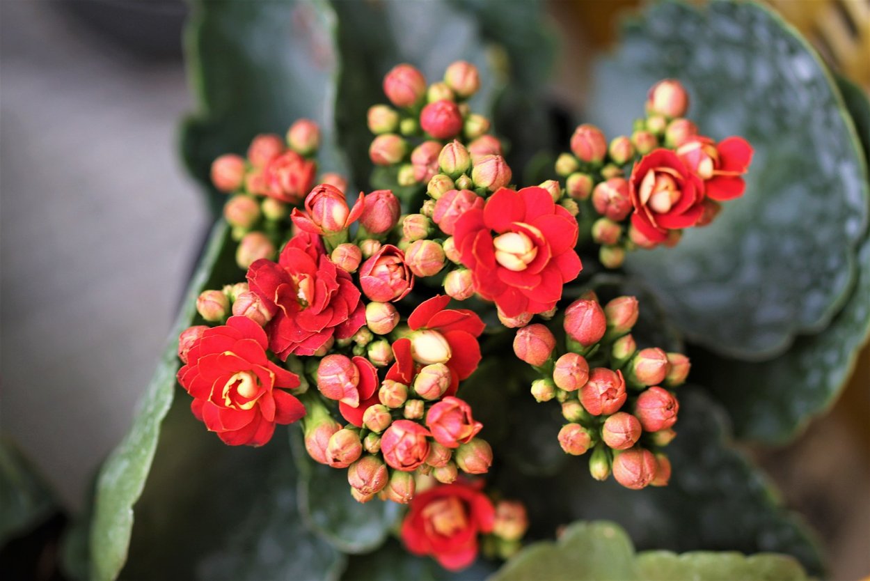 Каланхоэ Блоссфельда Kalanchoe blossfeldiana Poelln