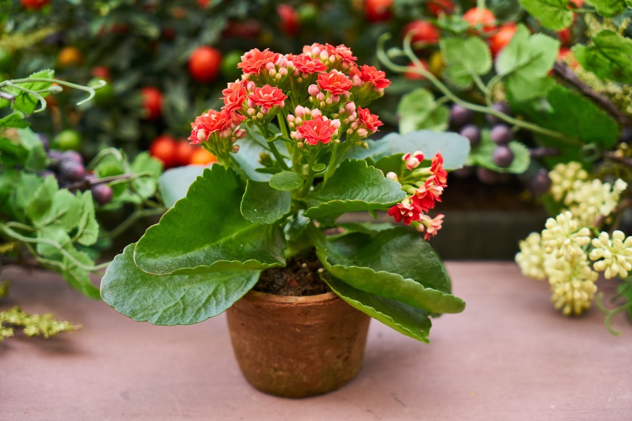 Каланхоэ Бовери Kalanchoe beauverdii