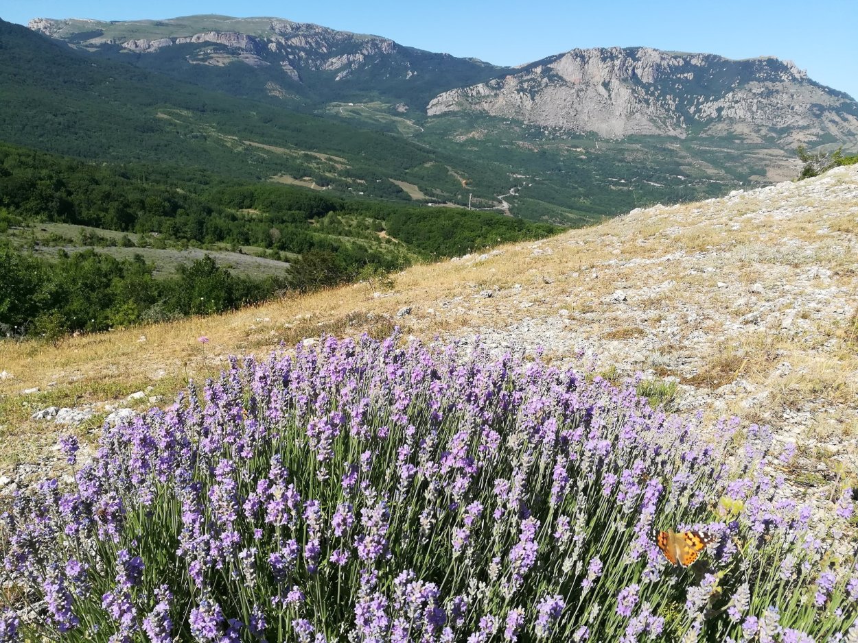 Роза Чатыр Даг