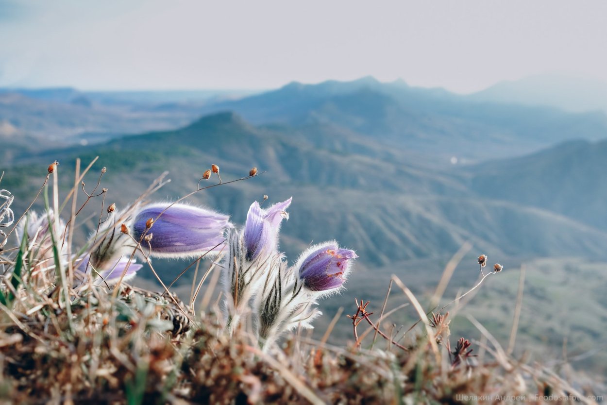 Весна в Крыму