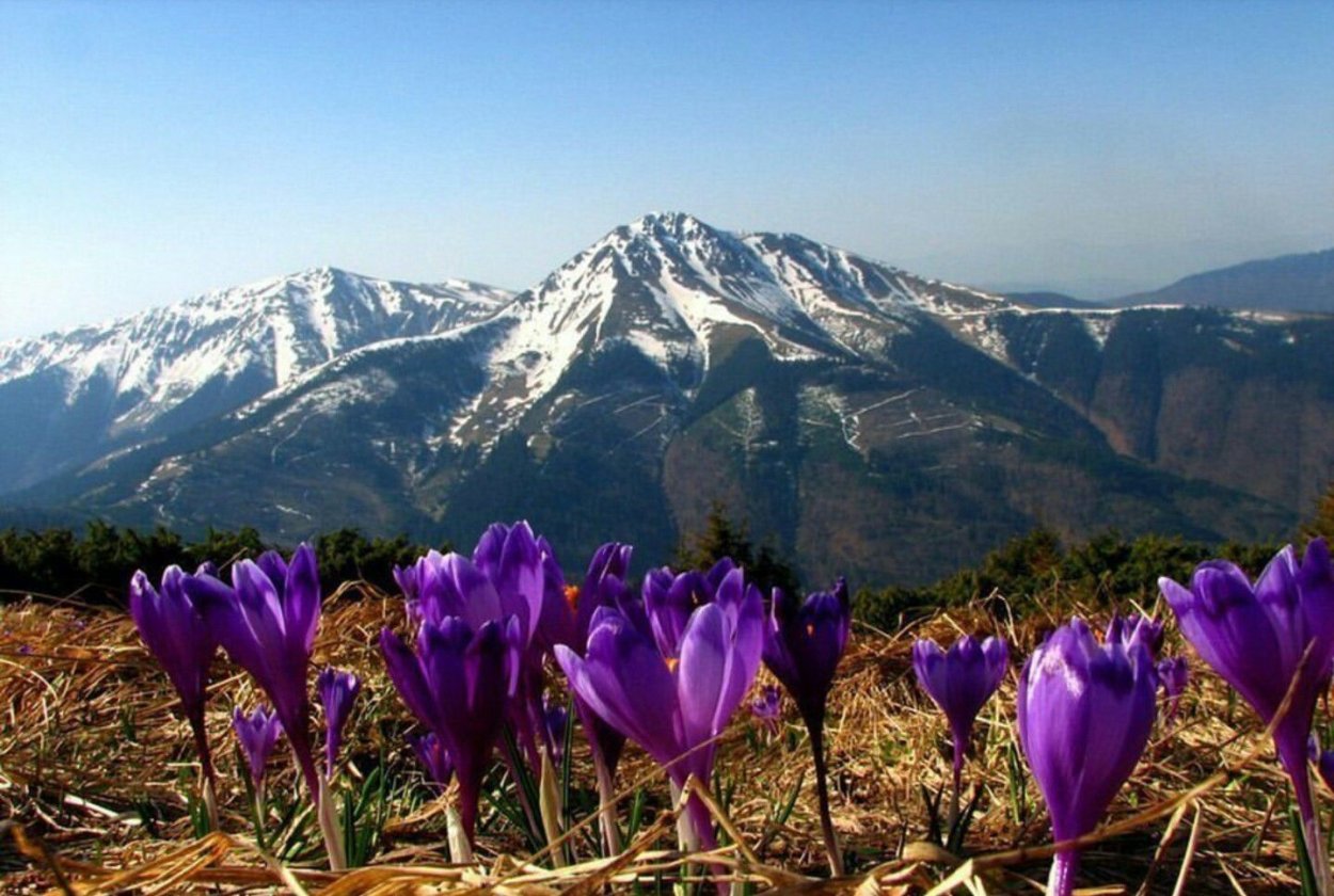 Сон трава в Крыму