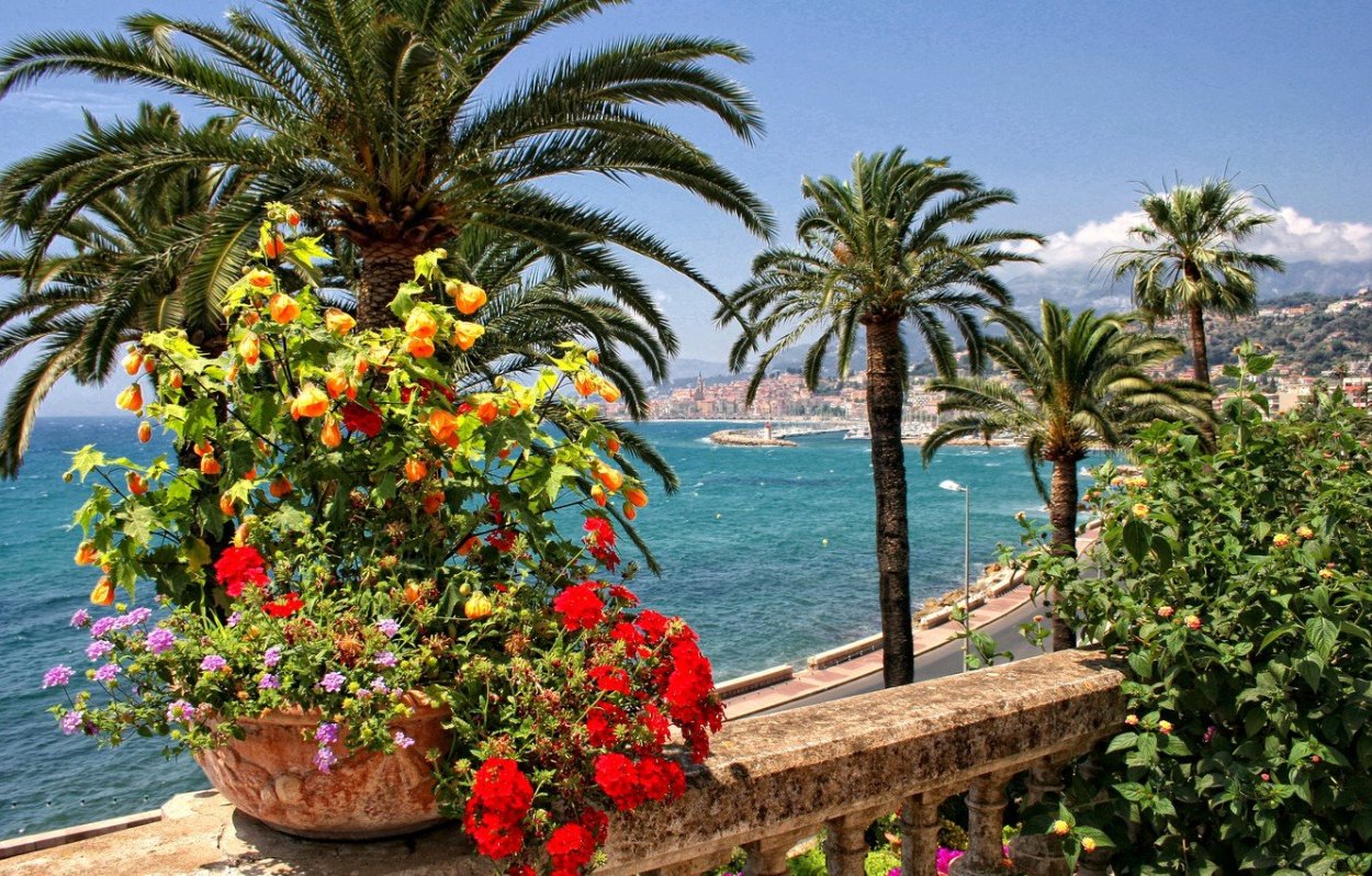 Цветы средиземноморья