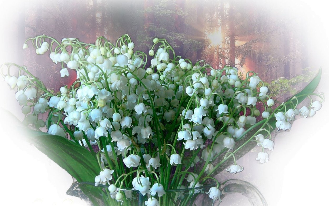 Chiaro Isabella Ландыши