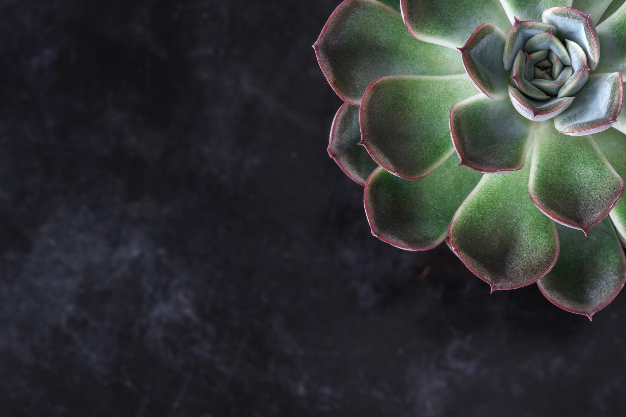 Эхеверия саммер Echeveria Summer