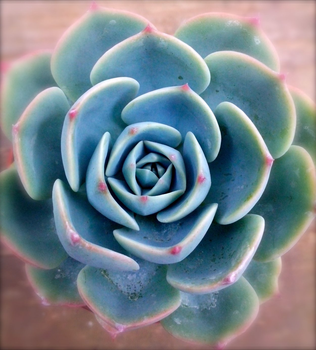 Эхеверия imbricata